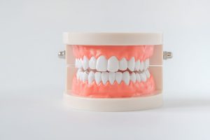 Modelo dental visto de frente, con las dos arcadas de dientes blancos y la encía rosada, sobre fondo blanco