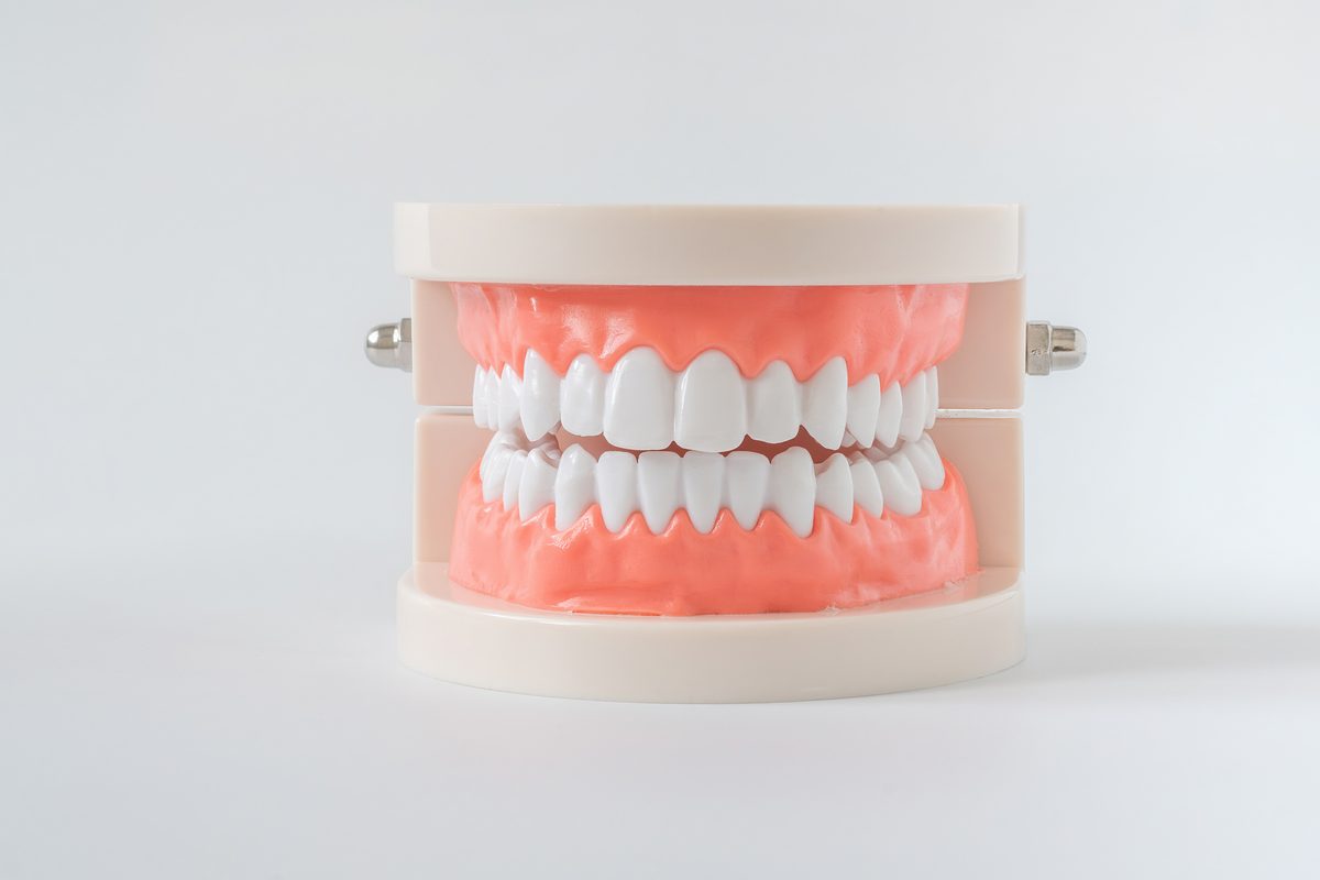 Modelo dental visto de frente, con las dos arcadas de dientes blancos y la encía rosada, sobre fondo blanco
